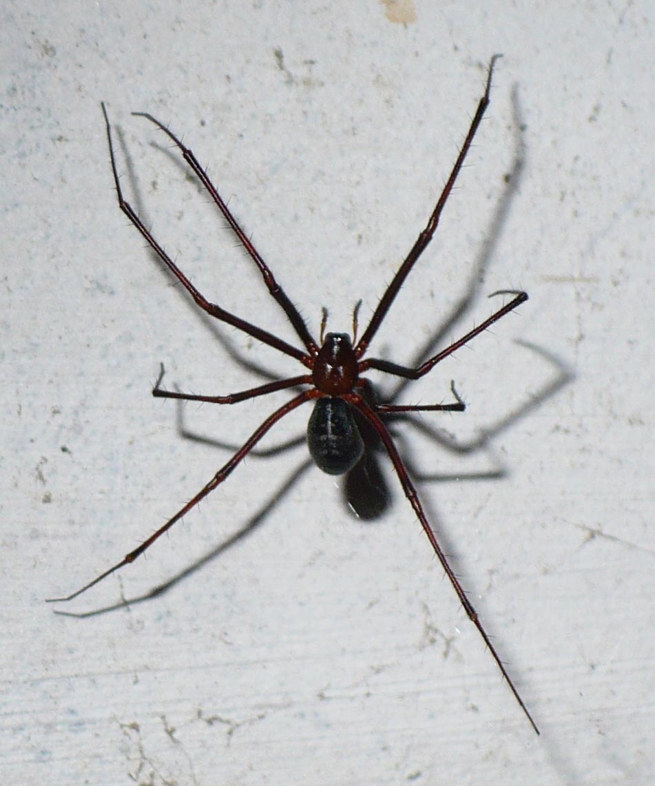 Pimoa rupicola - Roure (TO)
